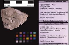 Foto (Objekt + Etiketten) von Cracensigillatus acutirostris (Moericke, 1889) (NHMW-GEO-1990-0041-0201)